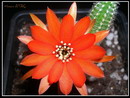 Chamaecereus Silvestris